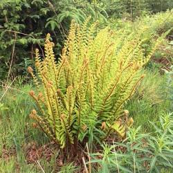 Many fields of beautiful ferns here