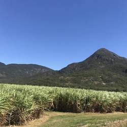 Fahrt nach Cairns. Dschungel pur.