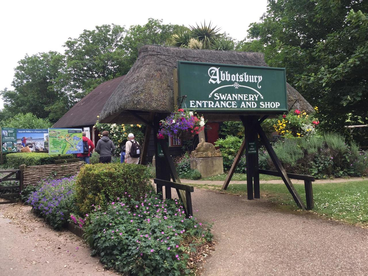 The Swannery in Abbotsbury