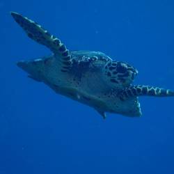 Hawksbillturtle