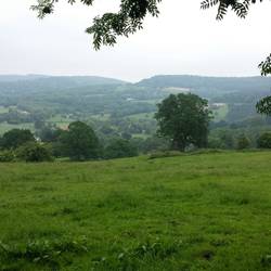 View through the trees