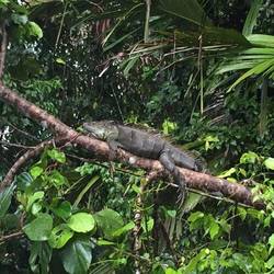 Iguana