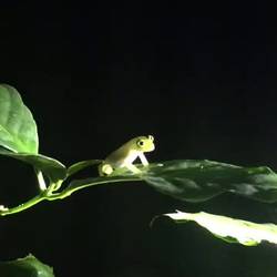 Glass frog