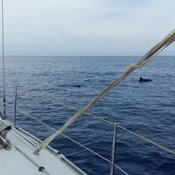 Zwei von ca. 10 Definen