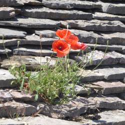 Poppies growing on stone tile roof