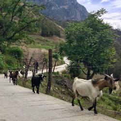 Companions on the road