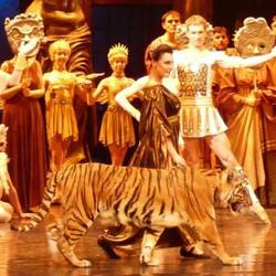 SPARTACUS mit Sibirischem Tiger