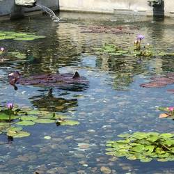 Lotus Blossoms in the Humble Administrator's Garden