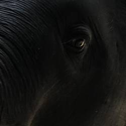 Gentle Giant