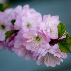 Magnificent cherry blossoms [in Cranbrook, BC]