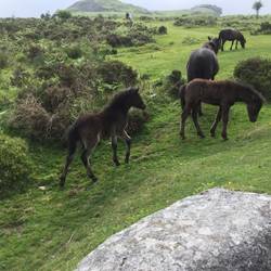 Dartmoor