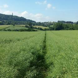 Across the field we go