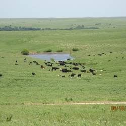 To gain approval for Preserve status local ranchers severely restricted the number of bison allowed