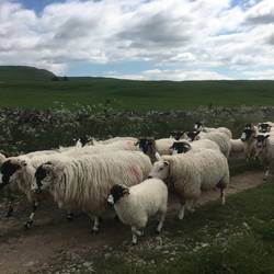 Locals have right of way