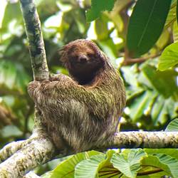 3-toed sloth