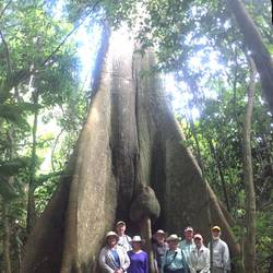 500 year old tree!