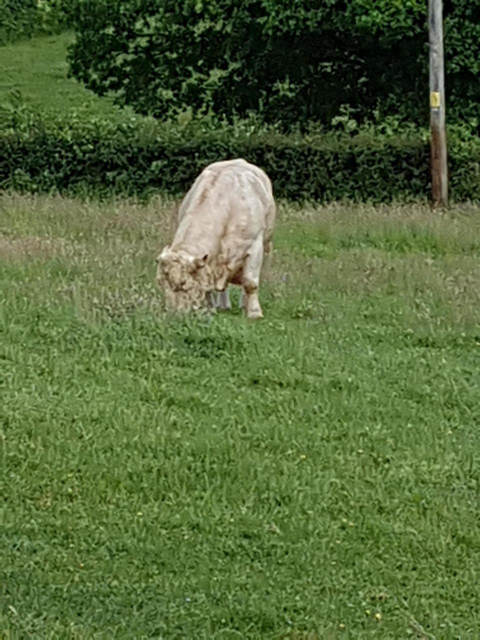 Bull near Myddfai