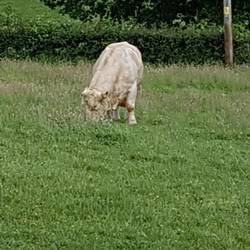 Bull near Myddfai