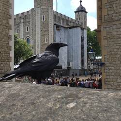 Royaler Rabe vorm White Tower