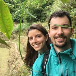 The penguins get lost in the rice fields