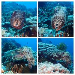 Cuttlefish