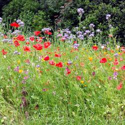 Flowers in the garden