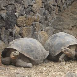 Riesenschildkröten in Charles Darvin Station