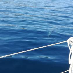 Zwei Delfine direkt am Boot