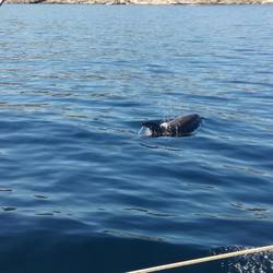 Zwei Delfine direkt am Boot