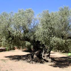 Farga de l'Arión