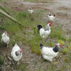 Chooks at Farmstay