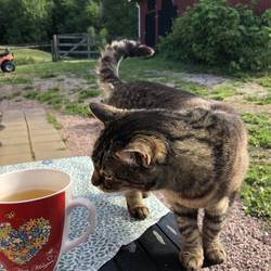 Gesellschaft beim Frühstück