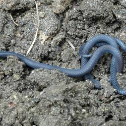 Eine kleine Schlange im Garten, wir konnten nicht herausfinden, was für eine.