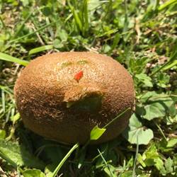 Das Kiwi-Gesicht entstand nachdem Milla reingebissen hat 😅