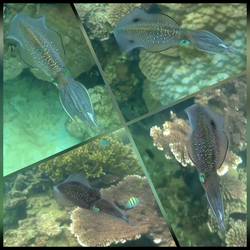 Großer Tintenfisch beim Schnorcheln.