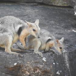 Rock wallabies