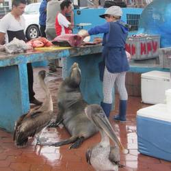 Fischmarkt in Santa Cruz