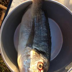 Wieder ein zu grosser Fisch aber gut