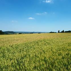 Today's view of the German lines on Vimy Ridge where John Kennedy's 73rd Battalion attacked.