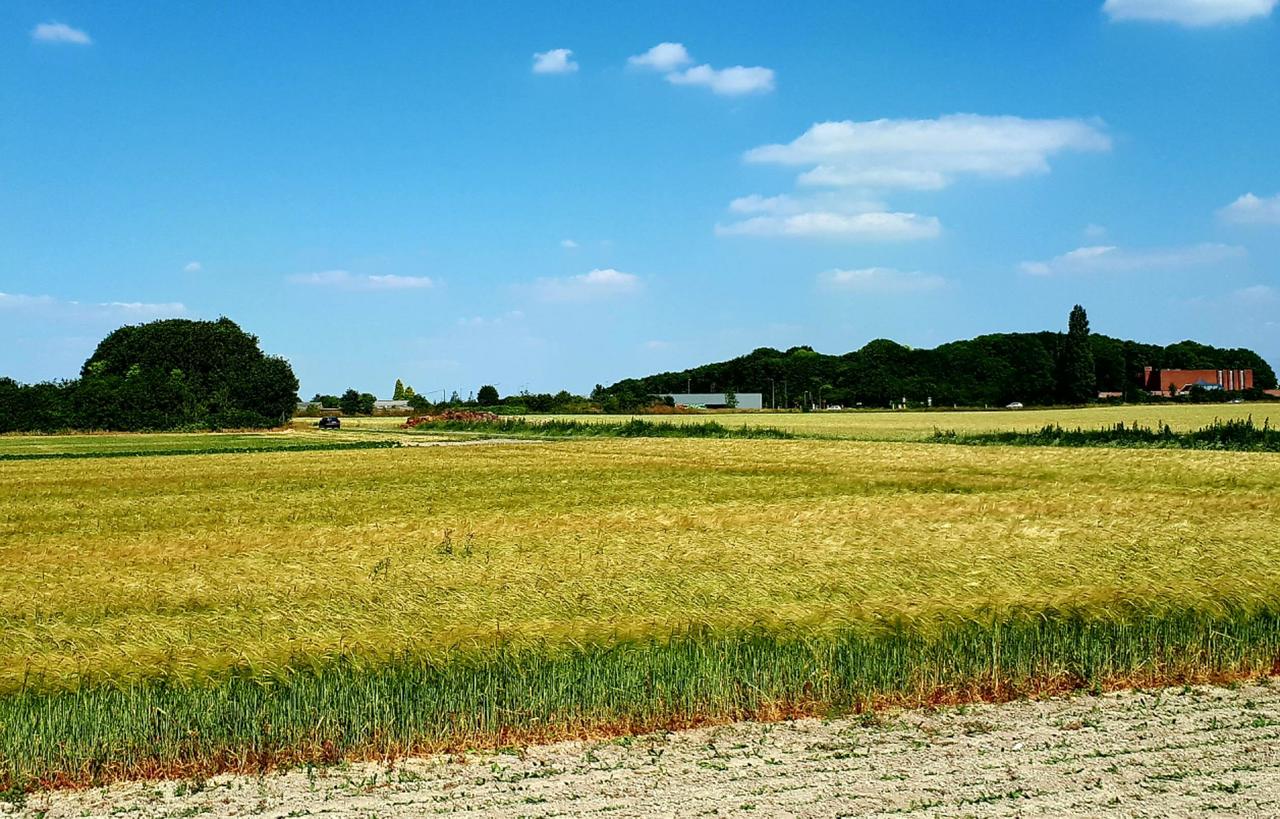 View from 13th Battalion's front line.Objective was the woods on the right and ground on it's left