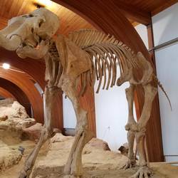Multiple mammoth bones used to make this one