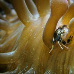 Tiere, die in Anemonen leben, sind großartig!