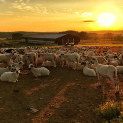 Early morning by the sheep