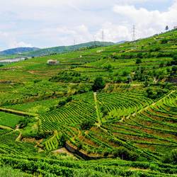 Winefields, Porto, Portugal