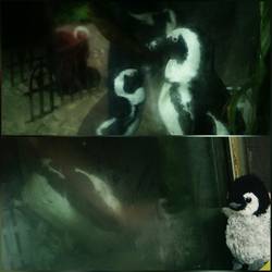 Pingu schätzt seine Freiheit.