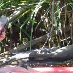 A baby freshwater croc.