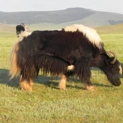 Yak
