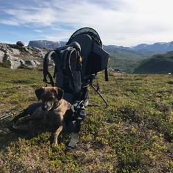 Doof ist er ja nicht. Wenn er Schatten möchte, sucht er ihn sich 😋.