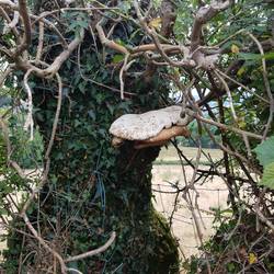 Interesting funghi