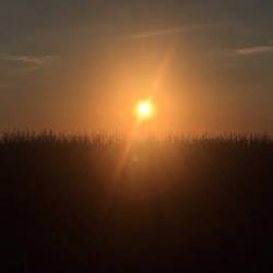 Atardecer en el maizal